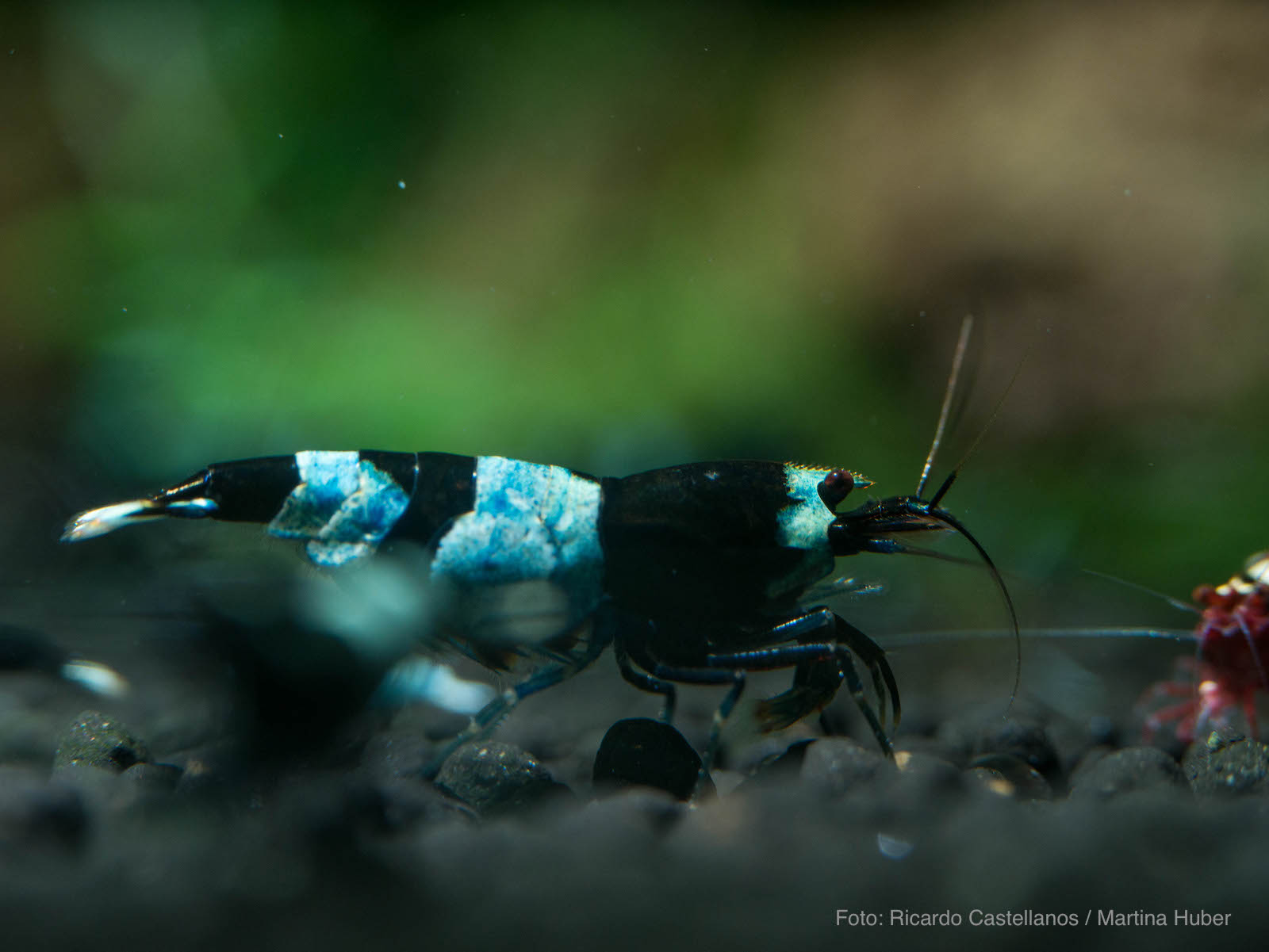 Caridina sp. - Blue Panda