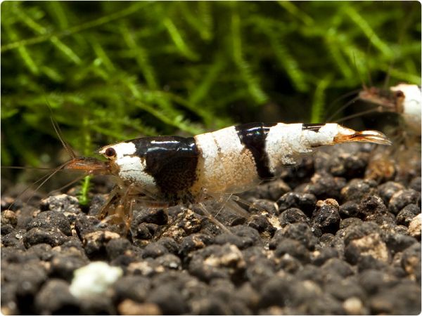Bienengarnele / Black Bee - K6