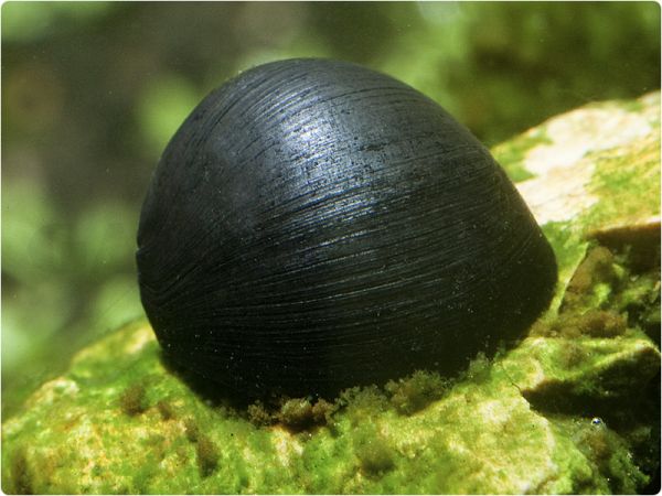 Algen-Kahnschnecke (anthrazit)