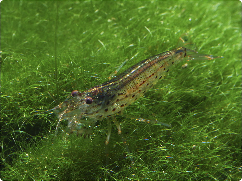Amanogarnele - Caridina multidentata | WIKI