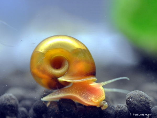 Goldene Posthornschnecke - Helisoma cf. anceps 