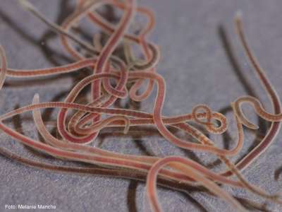 Glanzwürmer im Aquarium WIKI