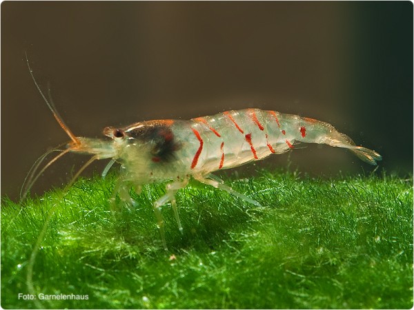 Rote Tigergarnele - Caridina mariae 