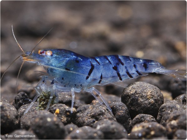 Blaue Tigergarnele OE - Caridina mariae 