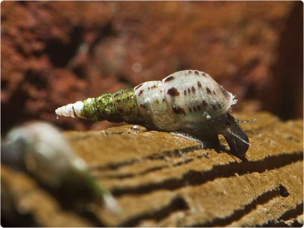 Malaiische Turmdeckelschnecke - Melanoides tuberculata