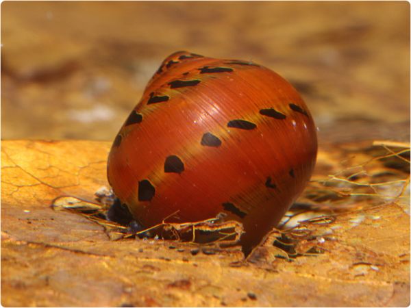 Ornament Rennschnecke