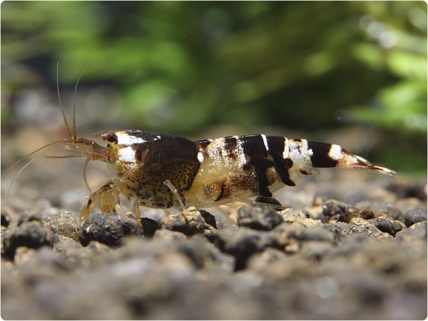 Bienengarnele - Caridina logemanni