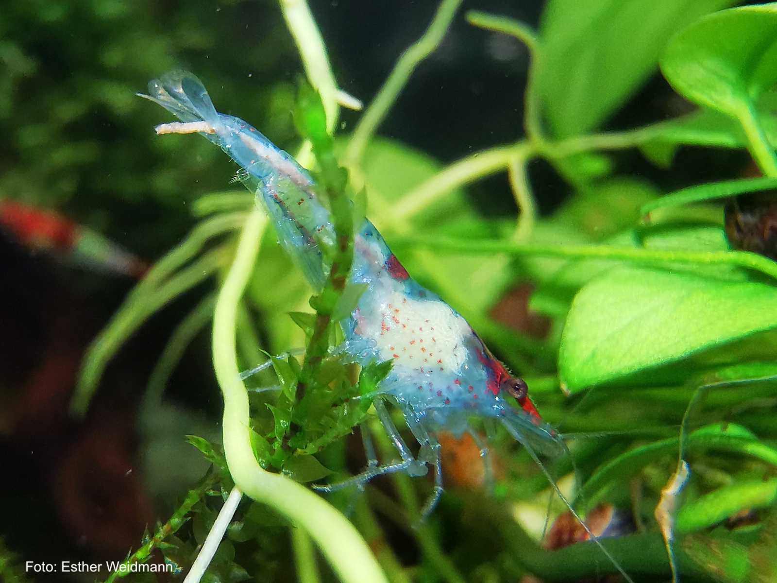 Neocaridina davidi - Blue Red Rili