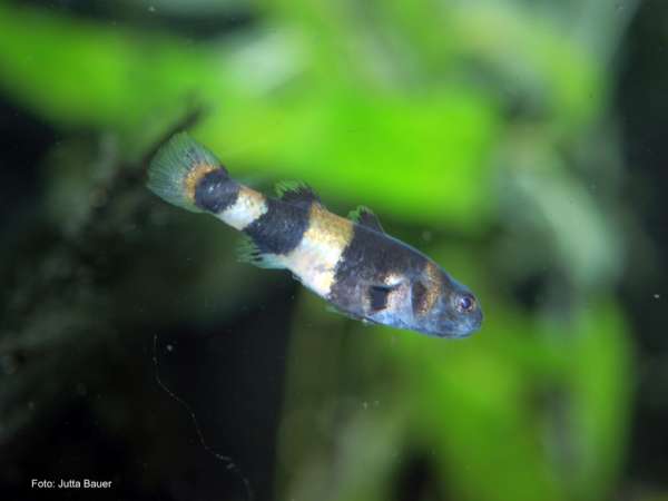 Goldringelgrundel - Brachygobius doriae, sabanus, nunus, xanthomelas, cf. aggregatus