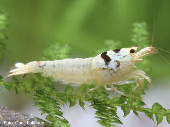 Caridina logemanni - Pure Black Line PBL