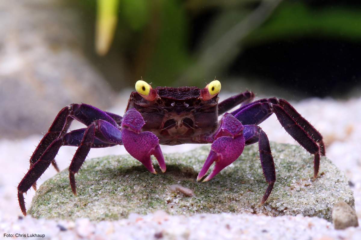 Geosesarma bicolor