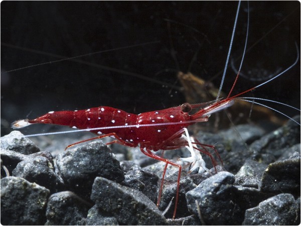 Sulawesi-Kardinalsgarnele - Caridina dennerli