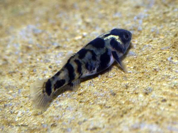 Brachygobius xanthomelas