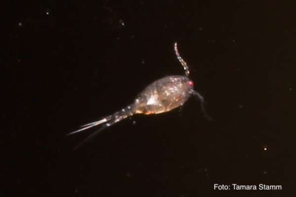 Cyclops - Hüpferlinge - Copepoda