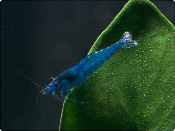 Neocaridina davidi var. Blue Dream - Neocaridina davidi 