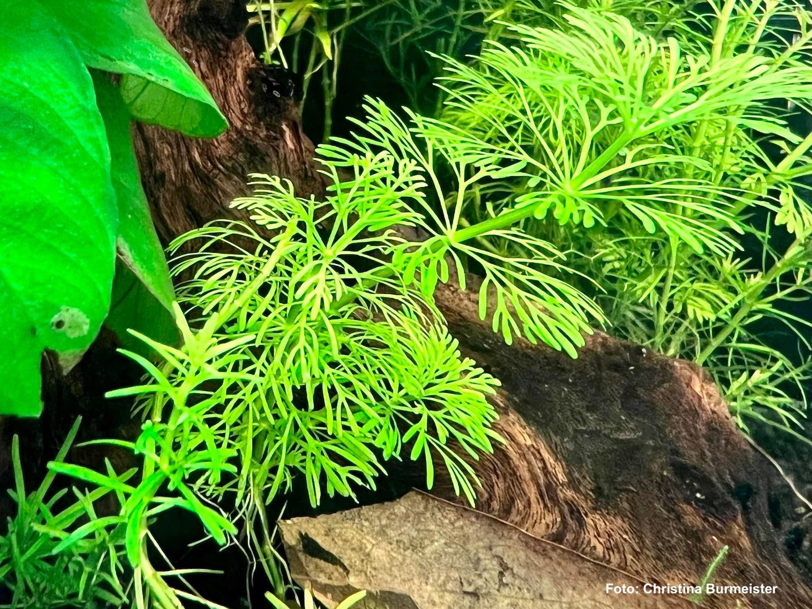 limnophila_sessiliflora_aquarium