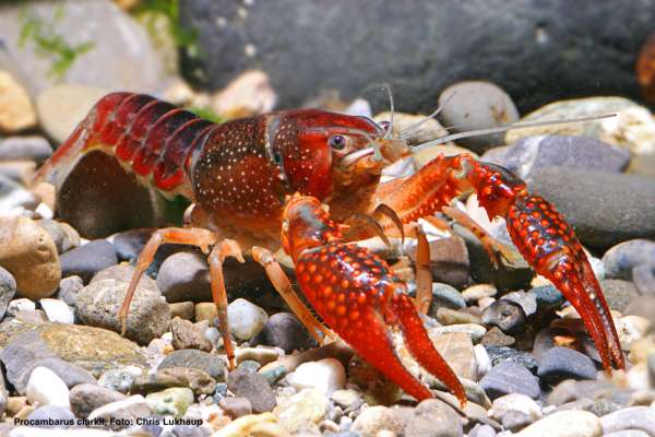 Louisiana-Sumpfkrebs - Procambarus clarkii