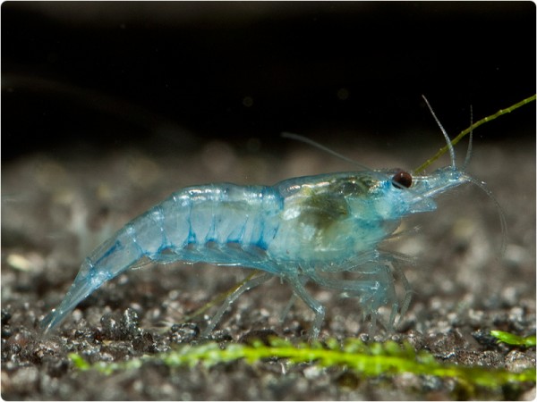 Neocaridina davidi var. Blue Jelly - Neocaridina davidi 