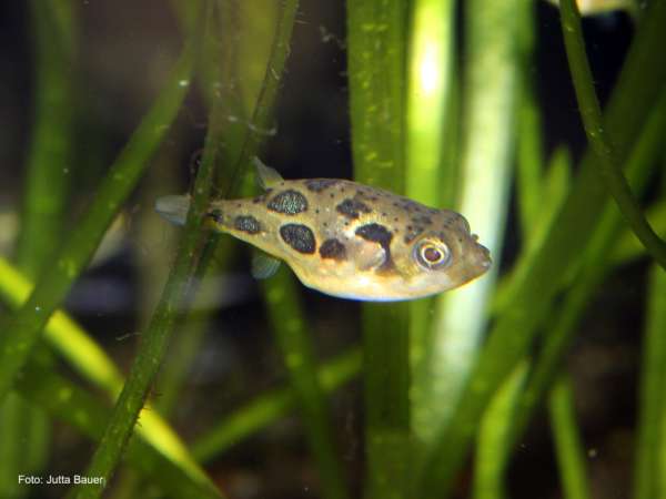 Zucht des Erbsenkugelfisches Carinatetraodon travancoricus