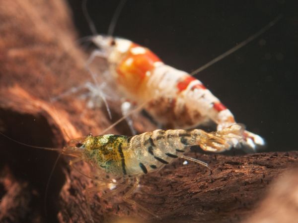 Caridina-Mix, 10er-Gruppe Zwerggarnelen