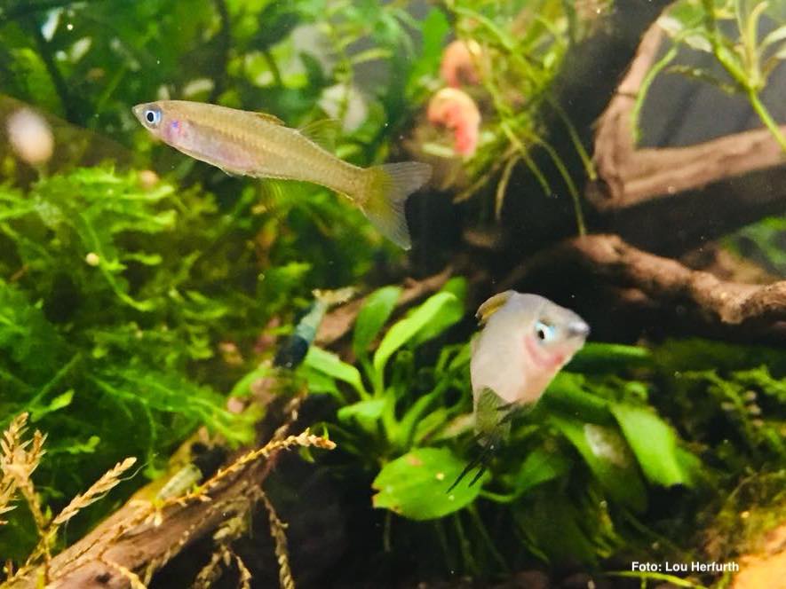 Filigran-Regenbogenfisch - Iriatherina werneri | WIKI