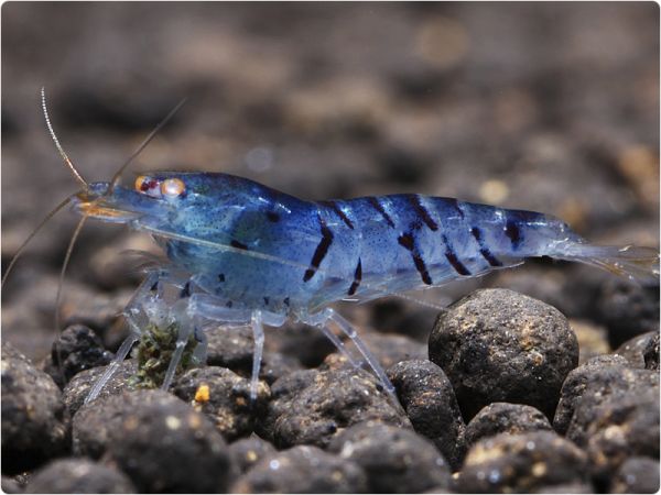 Blaue Tigergarnele