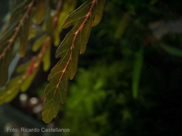 Fiederspaltiger Wasserfreund - Hygrophila pinnatifida