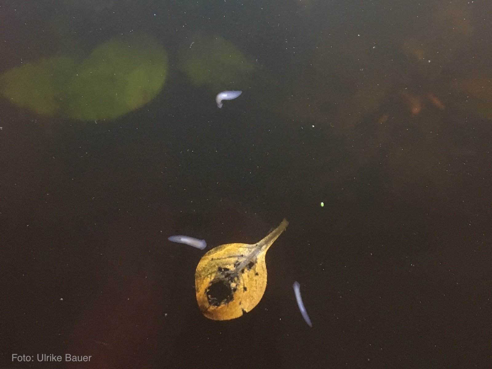 a platyhelminthes lárva stádiumai)