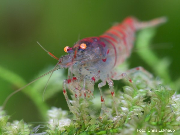 Rot-blaue Tigergarnele OE - Caridina mariae 