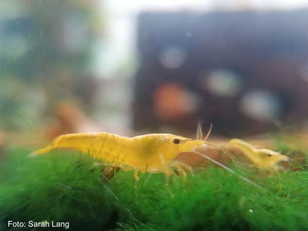 Bepflanzung im Garnelenaquarium