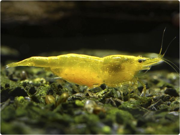 Yellow Fire Zwerggarnele