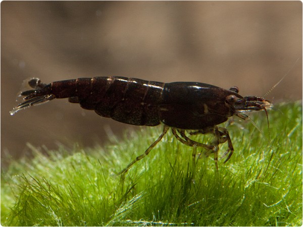 Neocaridina davidi var. Schoko Sakura - Neocaridina davidi 