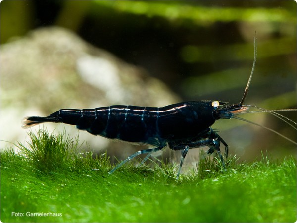 Royalblaue Tigergarnele OE - Caridina mariae 