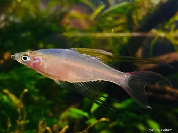 Filigran-Regenbogenfisch - Iriatherina werneri
