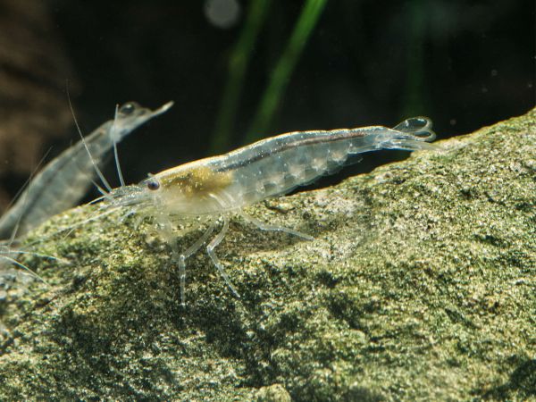 Amanogarnelen Snow (Weiße Amanogarnele, Caridina multidentata)