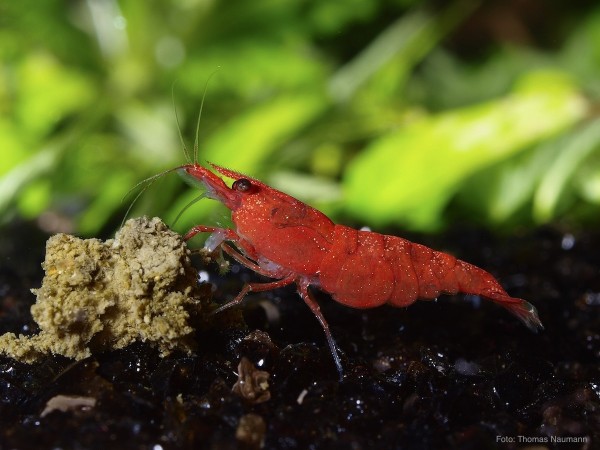 Farbintensität bei Neocaridina-Garnelen