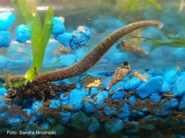 Hundeegel, Rollegel, Achtäugiger Schlundegel - Erpodbella octoculata