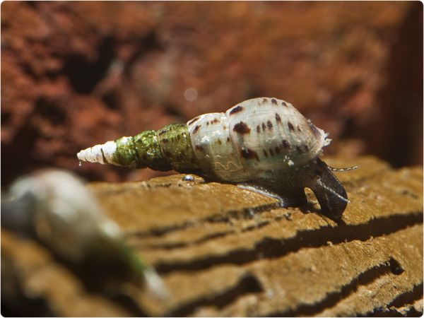Turmdeckelschnecke (TDS)