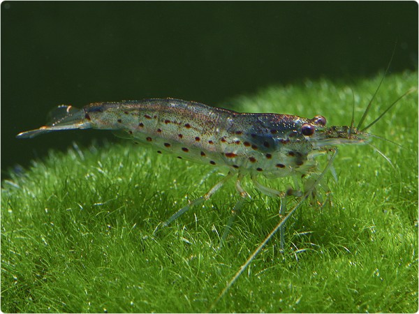 Amanogarnele - Caridina multidentata