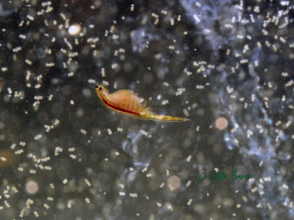 Salinenkrebse (Artemia salina) als Lebendfutter