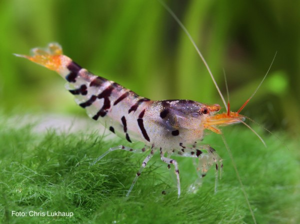 Super Tiger - Caridina mariae