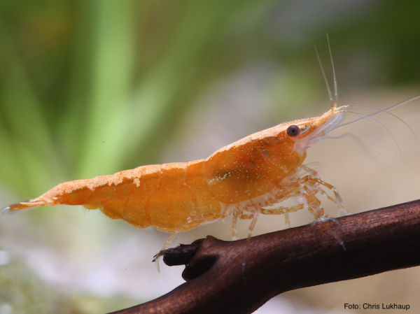 Neocaridina davidi var. Orange Fire