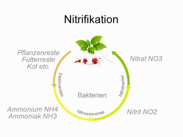 Nitrifikation / Der Stickstoffkreislauf