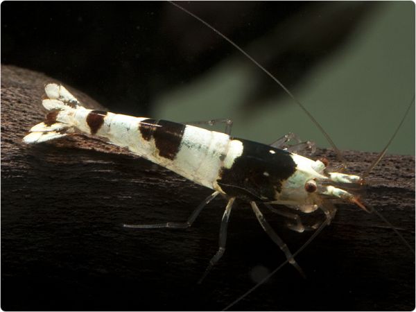 Bienengarnele / Black Bee - K8