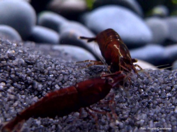 Neocaridina davidi var. Red Onyx - Neocaridina davidi 