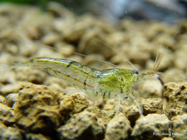 Neocaridina palmata - Neocaridina palmata