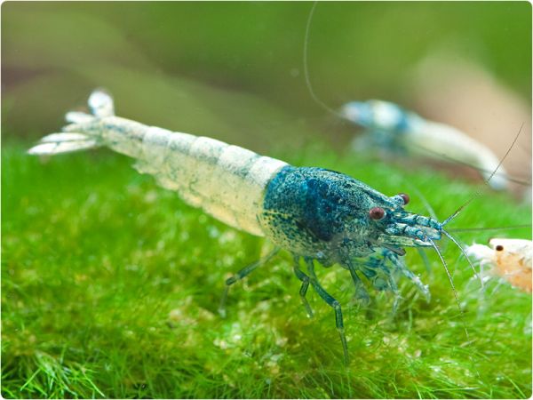 Taiwan Bee - Blue Bolt