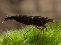 Neocaridina davidi - Schoko Sakura