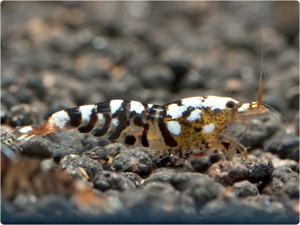 TiBee Mix