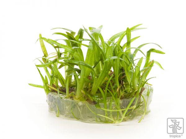 Sagittaria subulata 1-2-Grow!